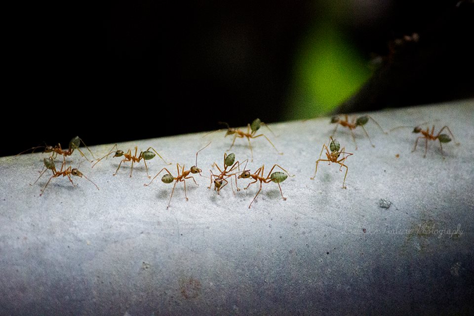 Green Tree Ant
