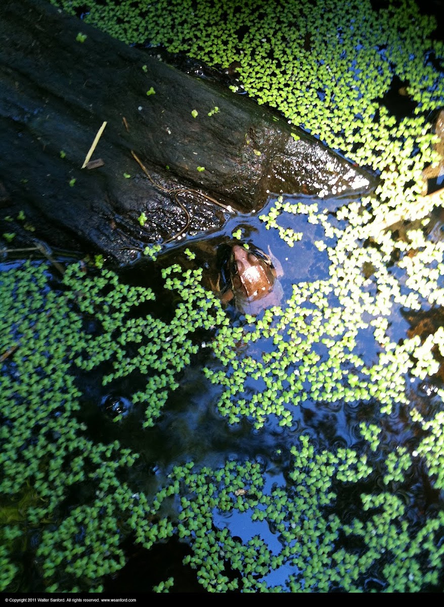 Green Frog and duckweed