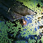 Green Frog and duckweed