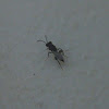 Unknown Chalcid Wasp