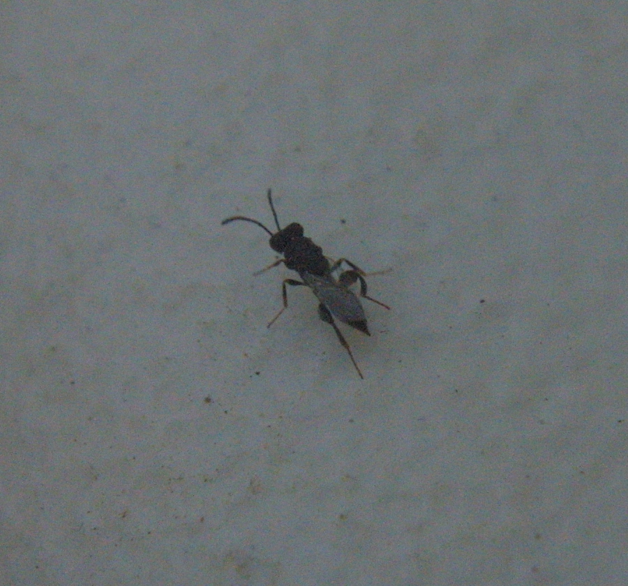 Unknown Chalcid Wasp