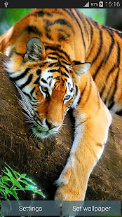 Beautiful Tiger