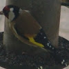 Carduelis carduelis Goldfinch