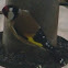 Carduelis carduelis Goldfinch