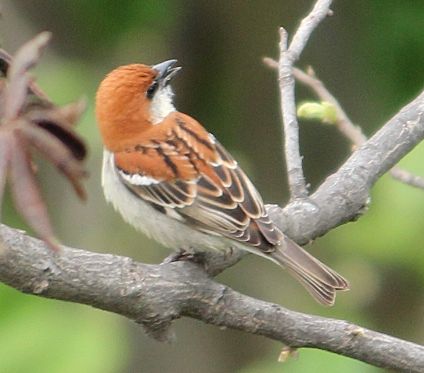 Russet Sparrow or Cinnamon Tree sparrow