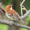 Russet Sparrow or Cinnamon Tree sparrow