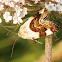 Pale Shoulder Moth