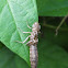dragonfly nymph moult
