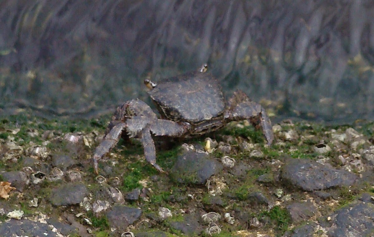 'Alamihi Rock Crab/ 'alamihi
