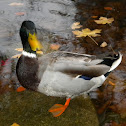 Mallard (Duck)