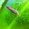 Candy-Striped Leafhopper