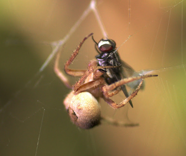 Blackspotted Hairy Field Spider Project Noah