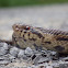 Eastern Milk Snake