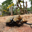 escarabajo elefante