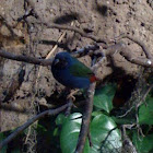 Parrot finch