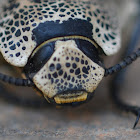 Escarabajo de Madera/Ironclad Beetle