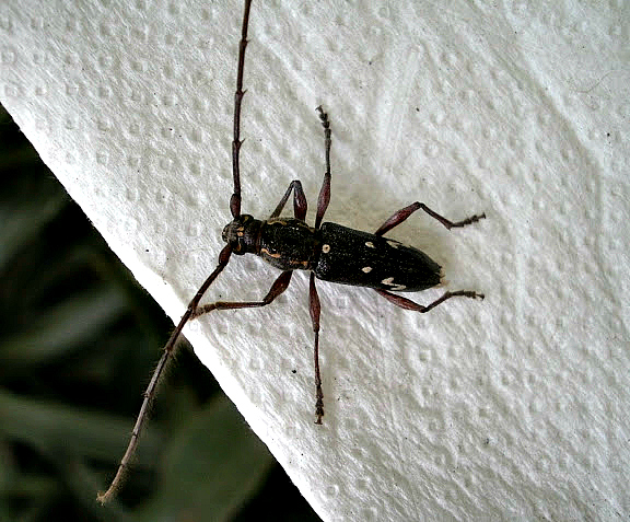 Long-horned Beetle.