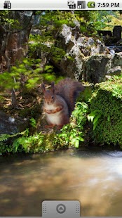 How to install Squirrel Sitting Sticker 1.1 apk for bluestacks