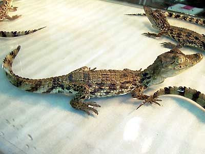 かい に手を噛まれる 家庭内単身赴任 オヤジの手酌日記 楽天ブログ