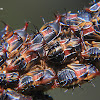 Thorn treehopper nymphs