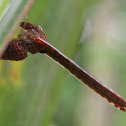 Derbid Planthopper