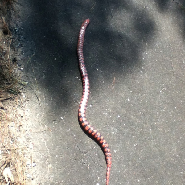 Eastern Mud Snake Project Noah