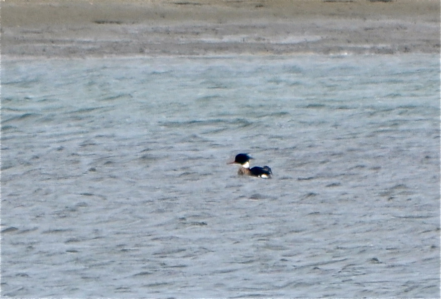 Red Breasted Merganser