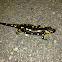 Píntega común (gl), Salamandra común (es),
