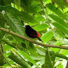 Cherrie's Tanager - male