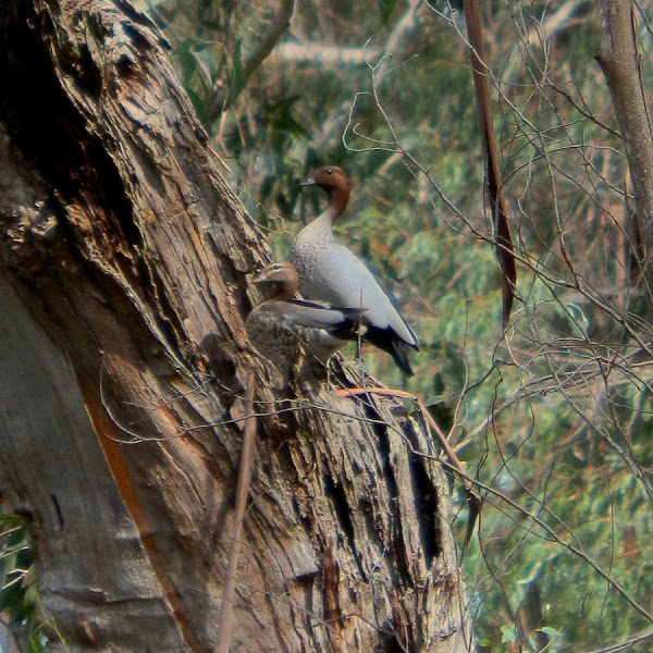 Australian Wood Duck Nesting Project Noah