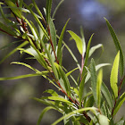 Sauce Chileno / Humboldt's Willow