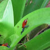 Strawberry Poison frogs