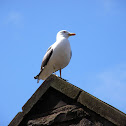 Great black backed gull