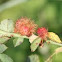 Rose bedeguar gall, Robin's pincushion gall, or Moss gall