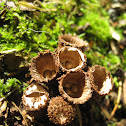 Fluted Bird's Nest Fungi