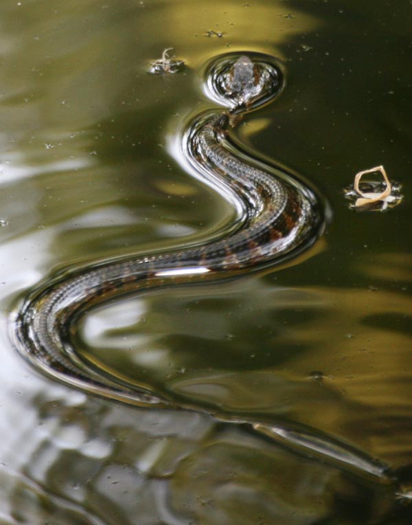 Southern Banded Water Snake