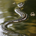Southern Banded Water Snake