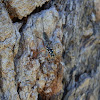Banded pupa parasite wasp-female