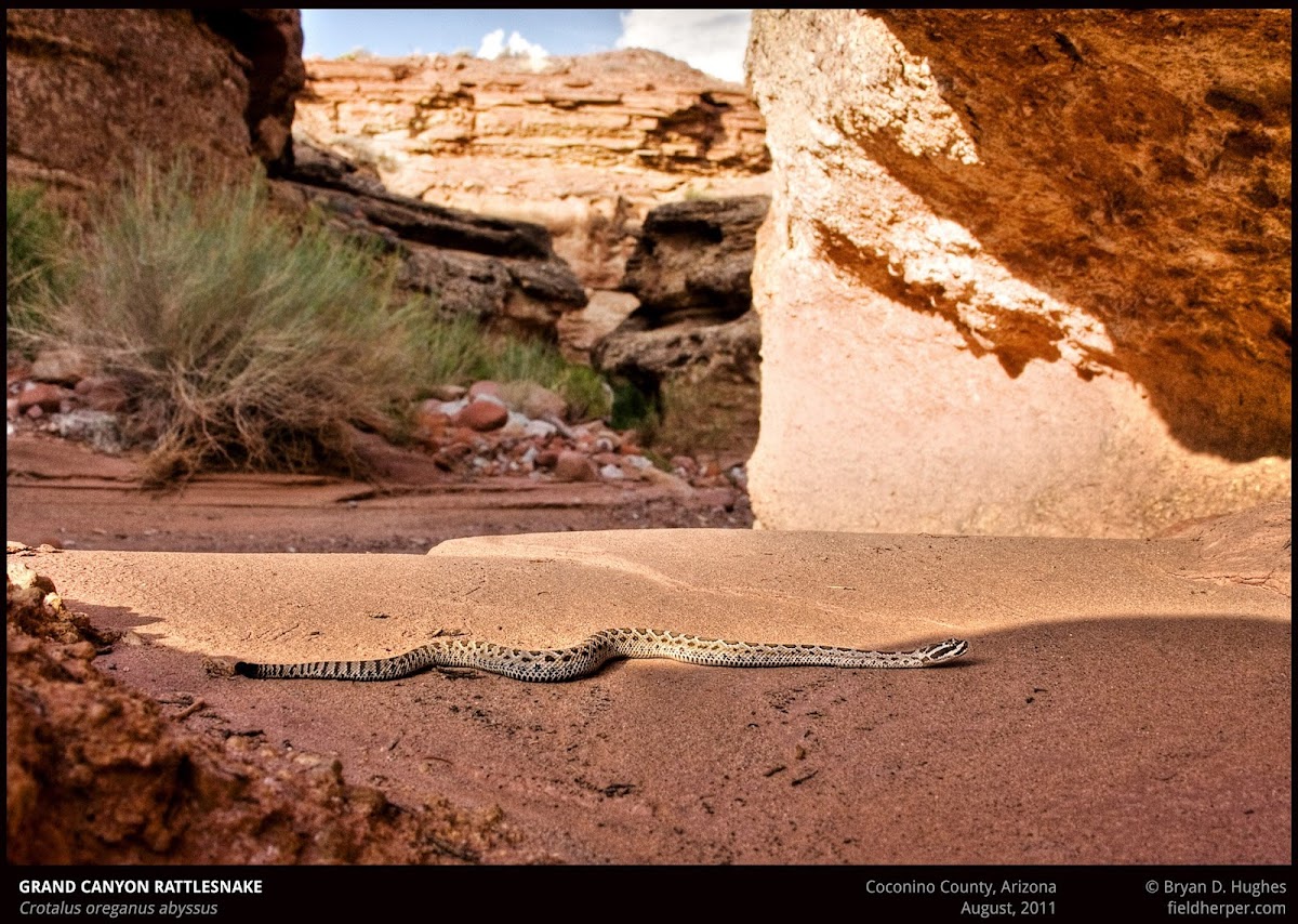 Grand Canyon Rattlesnake