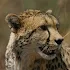 African Wallpapers:Wildlife 11.2