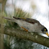 Noisy Miner