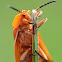 Net wingwed beetle
