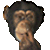 Monkey20