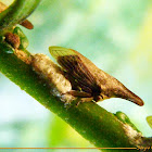 Thorn Treehopper laying eggs