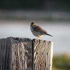 Eastern Savannah Sparrow