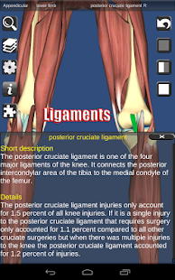 download 3D Anatomy free