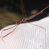 Thread-legged Assasin Bug