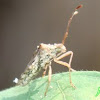 fungi grow on dead stingbug 