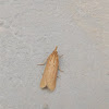 Eudonia moth