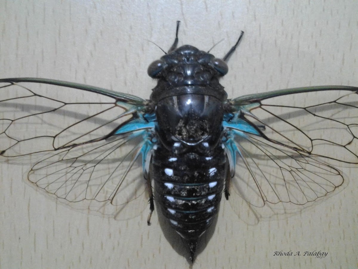 Cicada